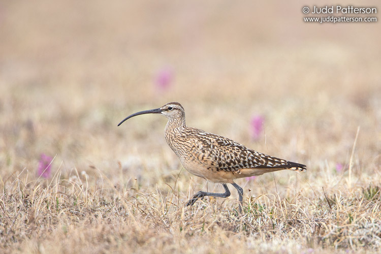 Bristle-thighed Curlew