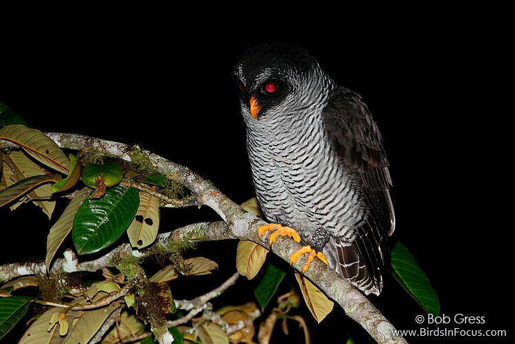 Black And White Owl. Black-and-white Owl