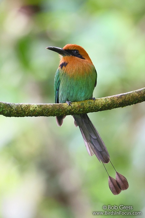 Broad-billed Motmot