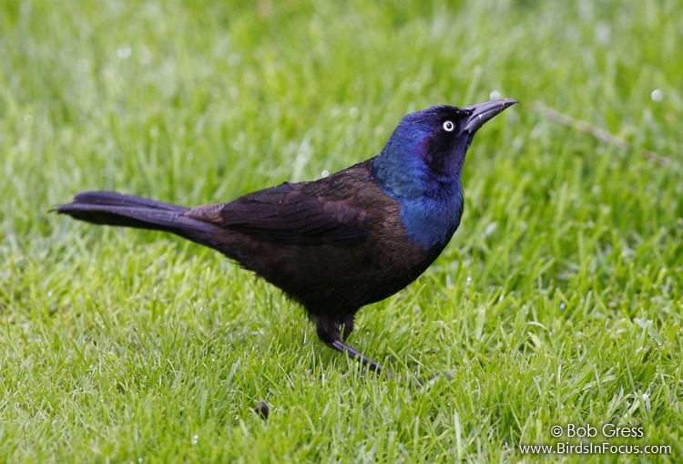 common grackle female. the common grackle female,