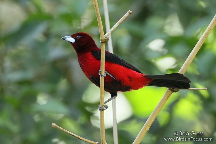 Crimson-backed Tanager