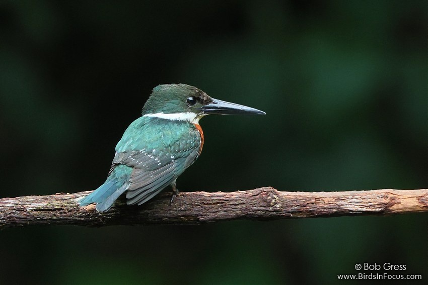 Green Kingfisher