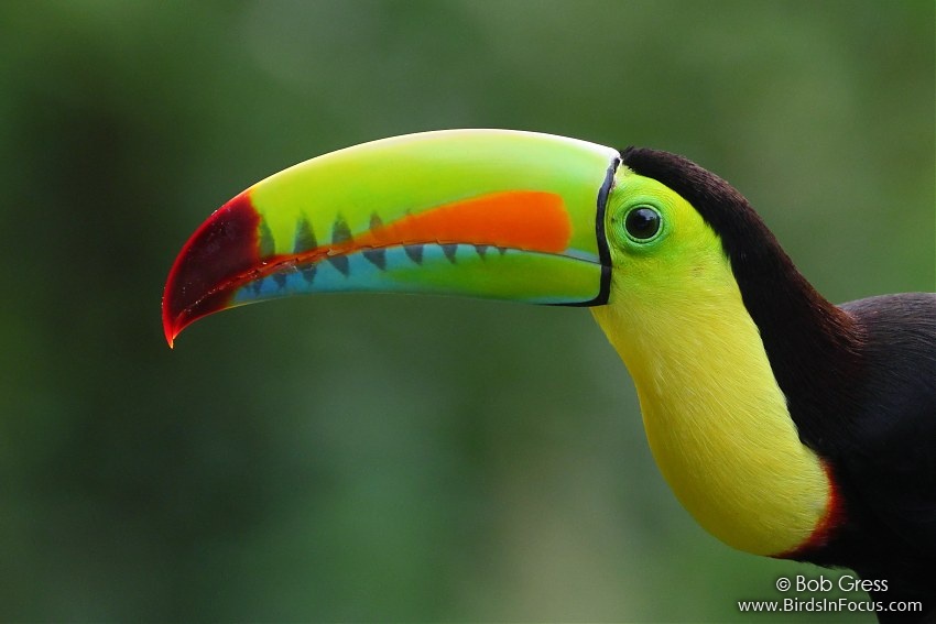 Keel-billed Toucan