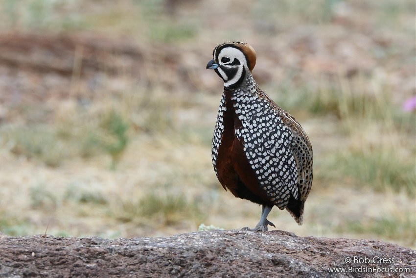Montezuma Quail