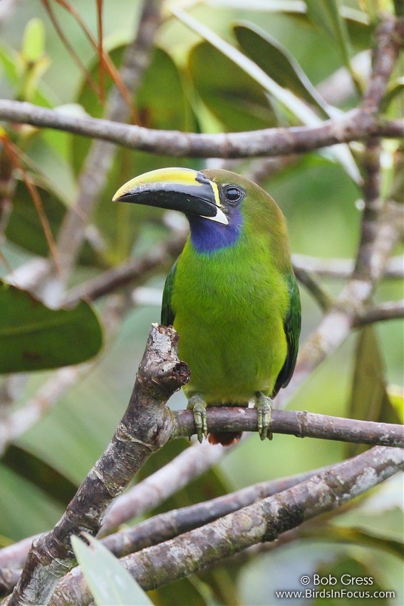Northern Emerald-Toucanet