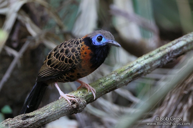 Ocellated Antbird