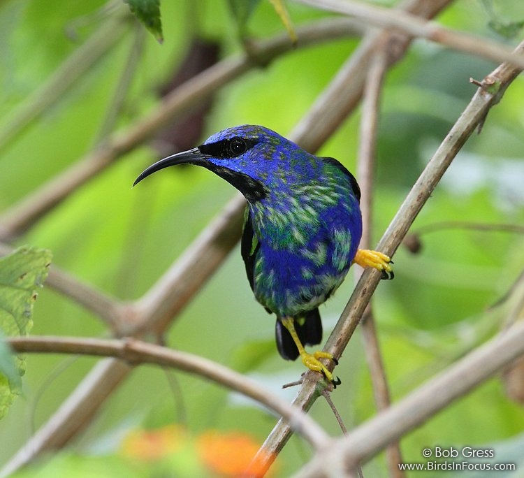 Birds In Focus Purple Honeycreeper Birds In Focus Purple Honeycreeper