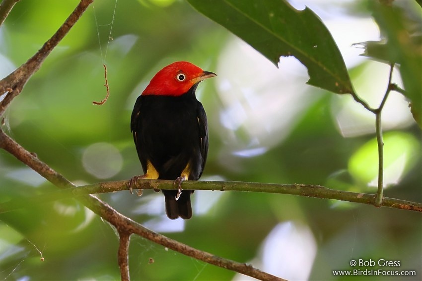 Red-capped Manakin