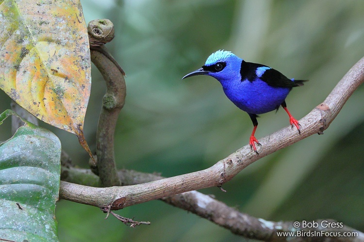 Red-legged Honeycreeper