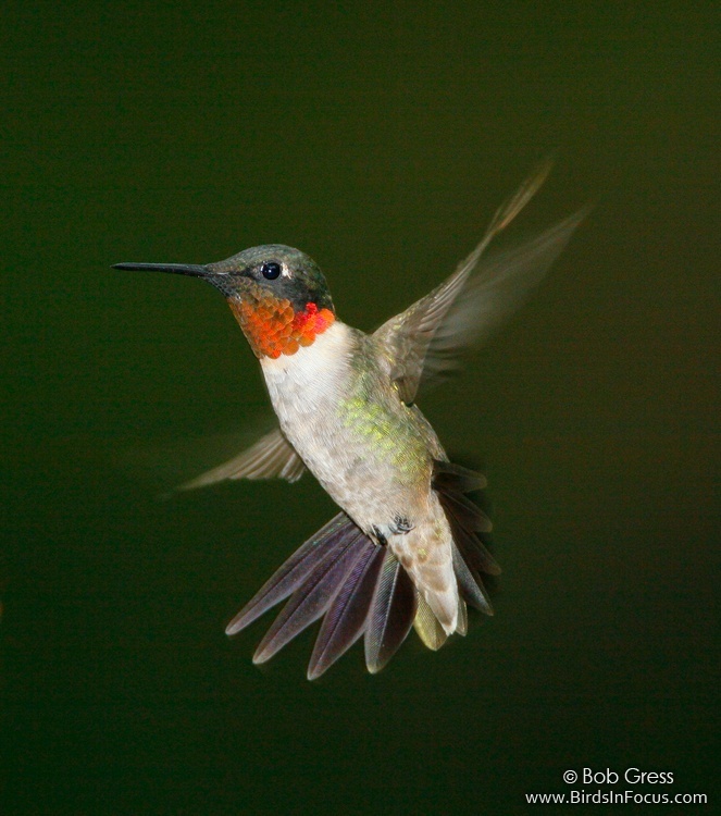 Humming Bird Sex 84