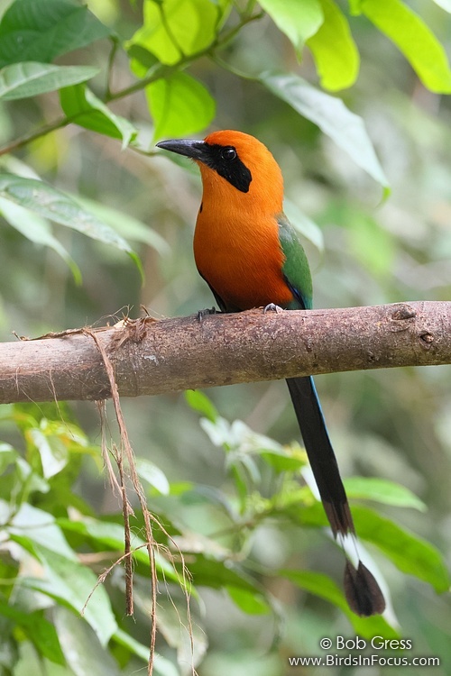Rufous Motmot