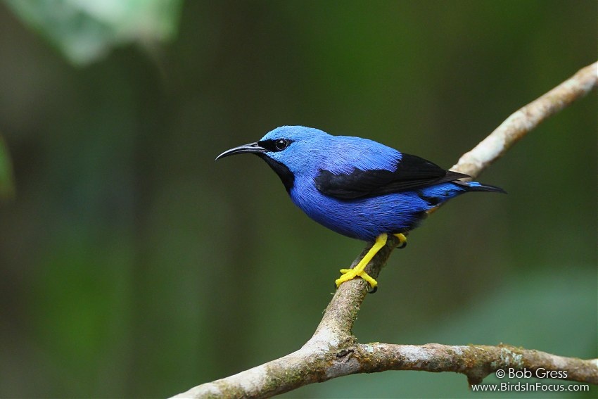 Shining Honeycreeper