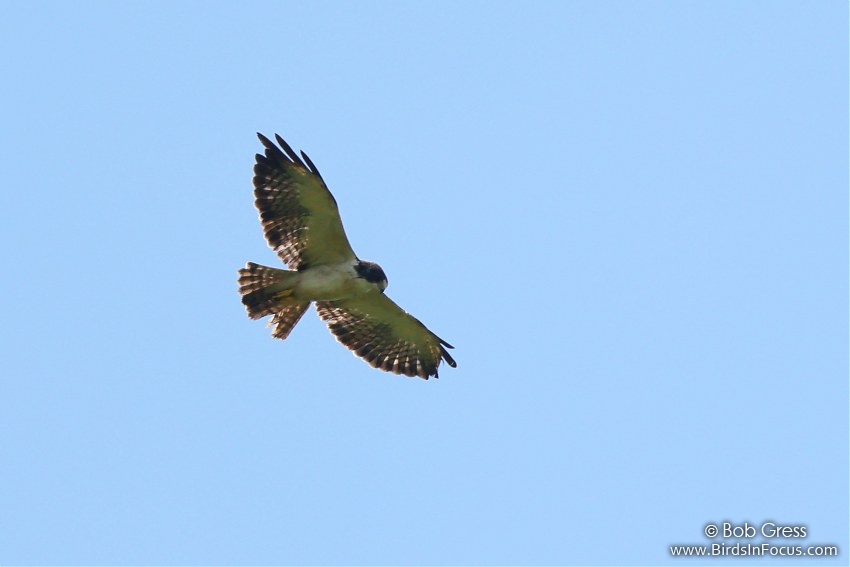 Return to Last Page