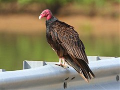 Turkey Vulture