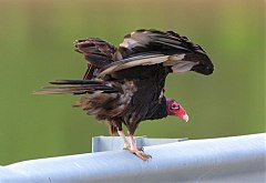 Turkey Vulture