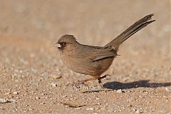 Abert's Towhee