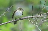 Acadian Flycatcher