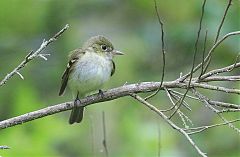 Acadian Flycatcher