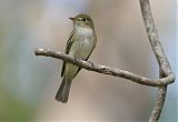 Acadian Flycatcher