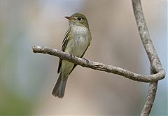 Acadian Flycatcher