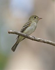 Acadian Flycatcher