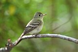 Acadian Flycatcher