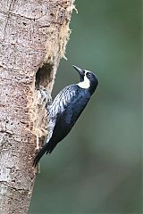 Acorn Woodpecker