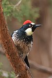 Acorn Woodpecker