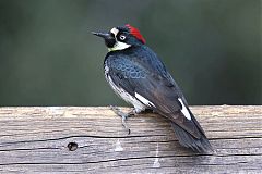 Acorn Woodpecker