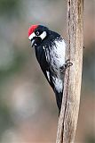 Acorn Woodpecker