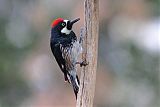 Acorn Woodpecker