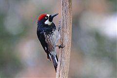 Acorn Woodpecker