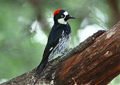 Acorn Woodpecker