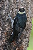 Acorn Woodpecker