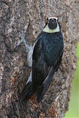 Acorn Woodpecker