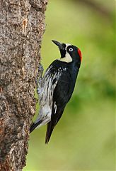 Acorn Woodpecker