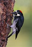 Acorn Woodpecker