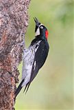 Acorn Woodpecker