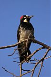 Acorn Woodpecker