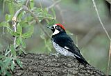 Acorn Woodpecker