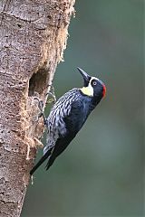 Acorn Woodpecker