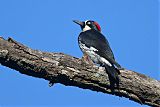 Acorn Woodpecker