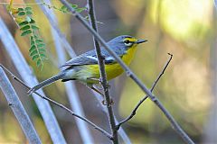 Adelaide's Warbler