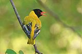 African Black-headed Oriole