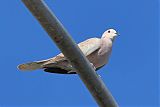 African Collared-Doveborder=