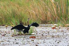 African Darter