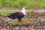 African Fish-Eagle