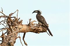 African Gray Hornbill