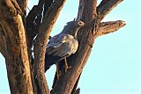 African Harrier-Hawk