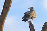 African Harrier-Hawkborder=